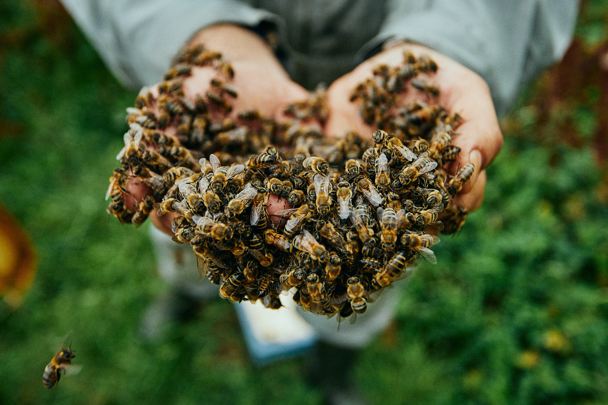 Manos sosteniendo abejas durante una experiencia al aire libre
